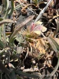 Lepidagathis trinervis fullplant10.jpg
